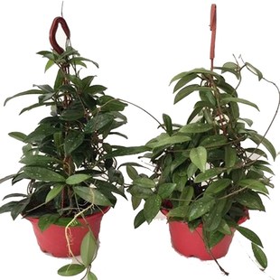 18元 绿植吊兰N爬藤攀援植物心叶花 一盆当年开花球兰带花大苗四季