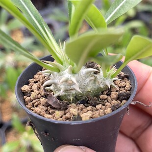 择优脱土发货 惠比大黑 一颗 30元 d发货规格2厘米