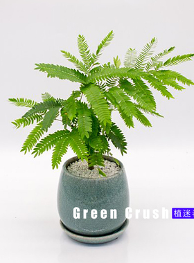 密叶猴耳环害羞猴中式庭院喜耐阴室内绿植网红观叶小盆栽 植迷者