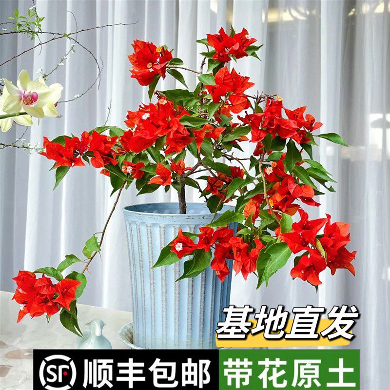 热火桑巴三角梅橙桑巴紫红桑巴勤花阳台庭院爬藤绿植花卉四季开花,鲜花速递/花卉仿真/绿植园艺,绣球/木绣球/木本植物,淘宝优惠券,粉丝福利购,淘宝优惠卷