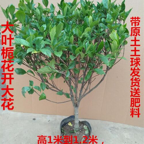 盆栽香栀子花栀子花苗树苗开花植物阳台花卉室R内客厅栀子花绿色