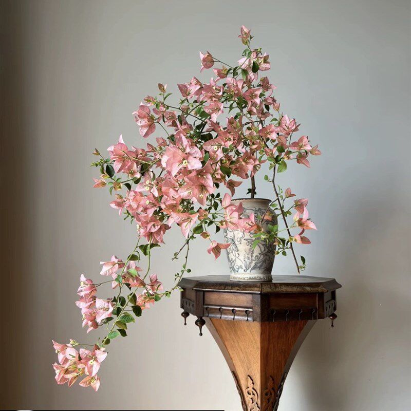 稀有品种三角梅原生大苗卡亚塔苏瓦娜不甜西瓜四季勤开花爬藤植物,鲜花速递/花卉仿真/绿植园艺,绣球/木绣球/木本植物,淘宝优惠券,粉丝福利购,淘宝优惠卷