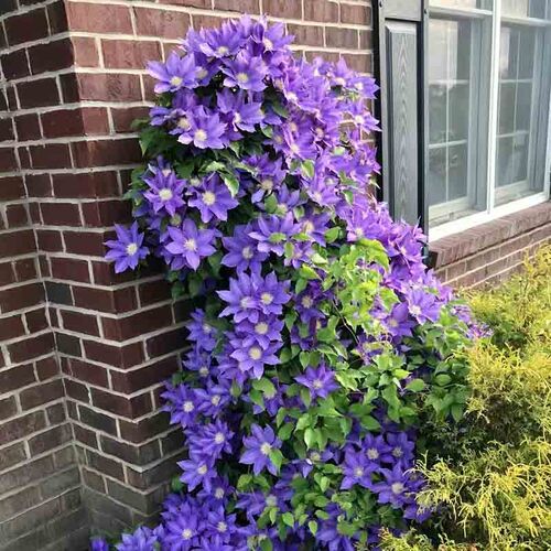 FH扬铁线莲花苗爬藤花卉植物重瓣大花藤本花卉庭院爬W墙无刺四季