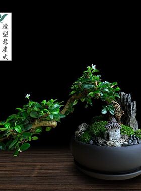 茶桌绿植办公室盆栽花卉茶室桌上植物室内茶树小型摆件福建茶盆景