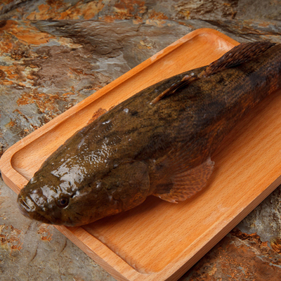 顺丰包邮海南笋壳鱼750-850g/条