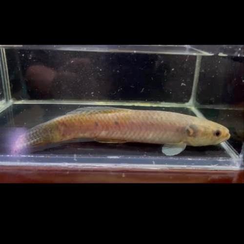 七彩牙鱼奥黑牙鱼枯木牙鱼卡宴巨牙黑线老虎塔河牙扭范儿猛鱼水族