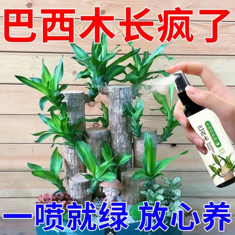 巴西木营养液专业养花肥料幸运木水培水养植物肥料用盆栽巴西木肥 鲜花速递/花卉仿真/绿植园艺 家庭园艺肥料 原图主图