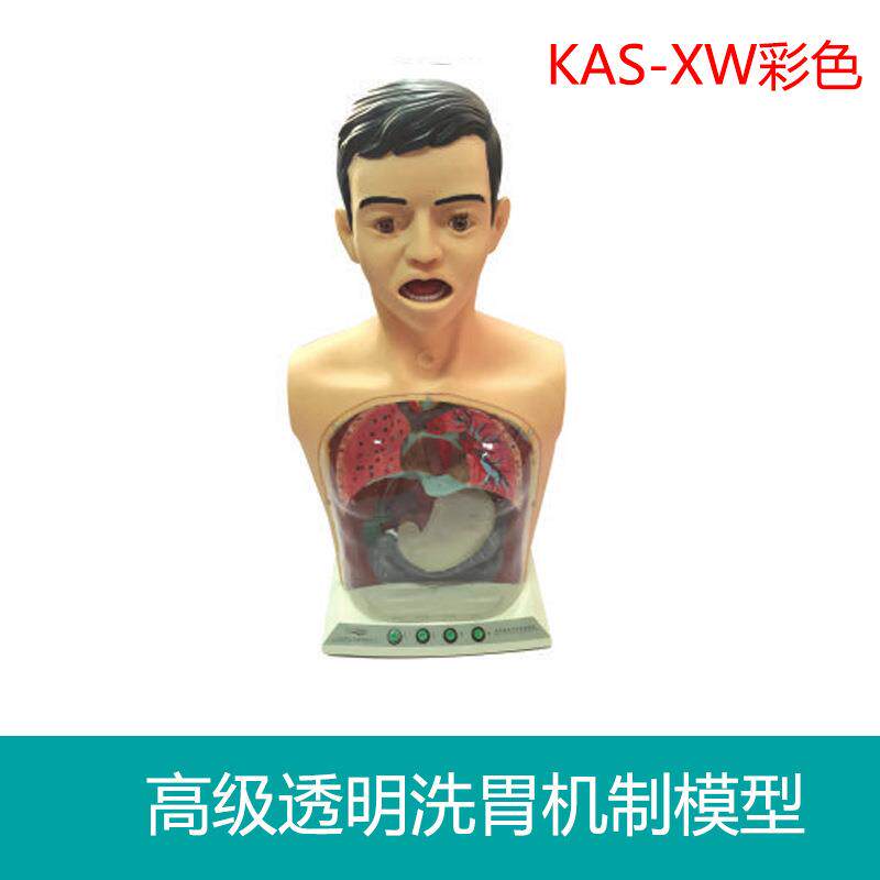 透明洗胃机制模型KAS-XW彩色洗胃模拟训练模型护理练习
