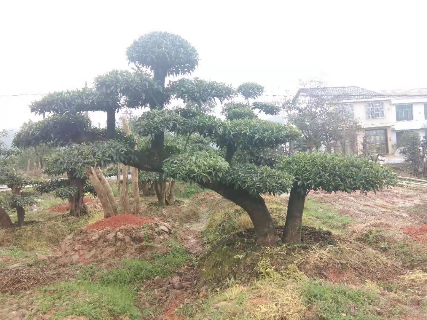 批发湖南造型小叶女贞 庭院绿化精品园林工程苗木乔木基地直销