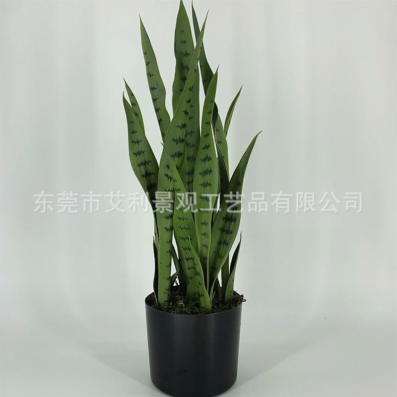 虎皮兰假龙舌兰外母舌高盆栽客厅餐饮橱窗装饰植物摆件