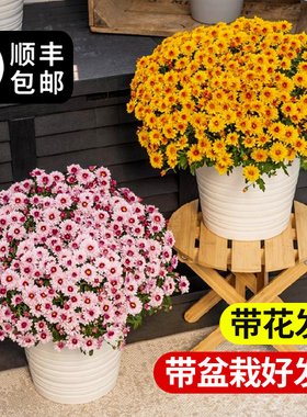 菊花盆栽糖果菊花带花苞千头菊球菊室内耐寒植物四季开花花卉绿植