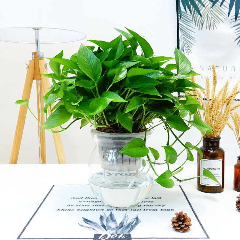 绿萝盆栽室内净化空气花卉吊兰办公室绿植物水培长藤绿箩