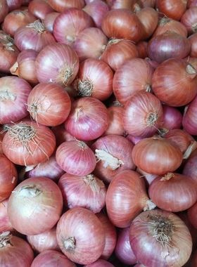 德宏小洋葱缅甸老品种红甜葱云南紫皮洋葱东南亚小香葱迷你小葱头