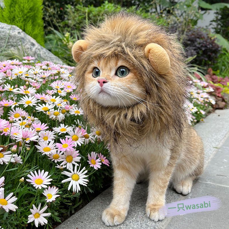 搞怪小熊熊猫耳朵头套猫狗兔子小型宠物搞笑卡通头饰装扮帽子