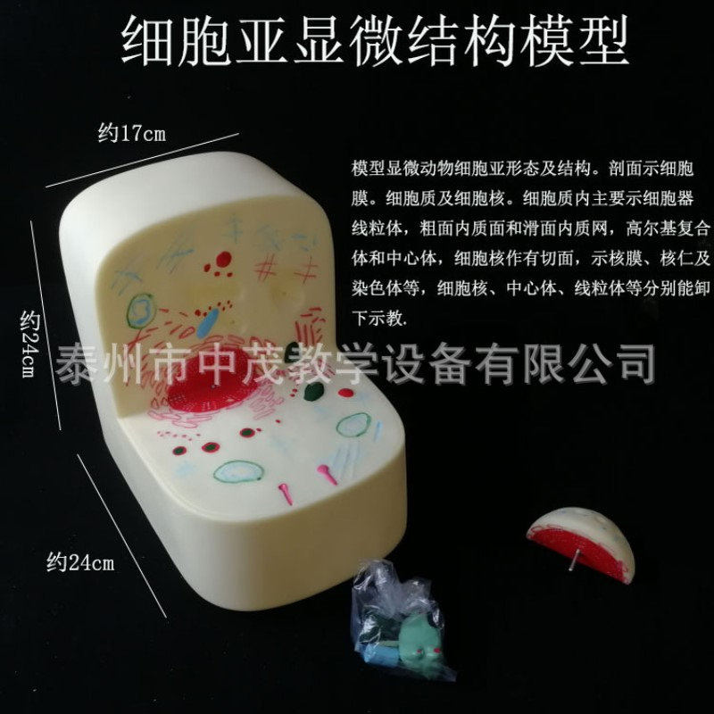 细胞亚显微结构模型 细胞器 细胞核 中心体 高尔基体生物模型器材