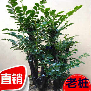 青客厅吸甲醛植物 小叶紫檀盆景树桩室内阳台花卉盆栽绿植黑檀四季