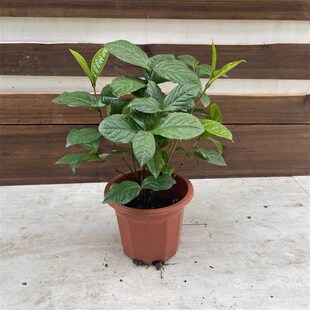 白珠兰花 四季开花金粟兰阳台室内盆栽珠兰花 白珠兰 鱼子兰花苗