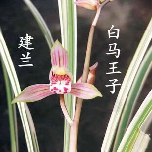 建兰直立细叶瓷白艺草白马王子兰花苗复色花浓香