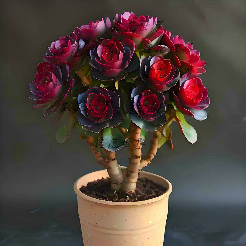 多肉植物老桩酒心红法师好养室内绿植防辐射花卉稀有精品盆栽含盆,鲜花速递/花卉仿真/绿植园艺,多肉植物,淘宝优惠券,粉丝福利购,淘宝优惠卷