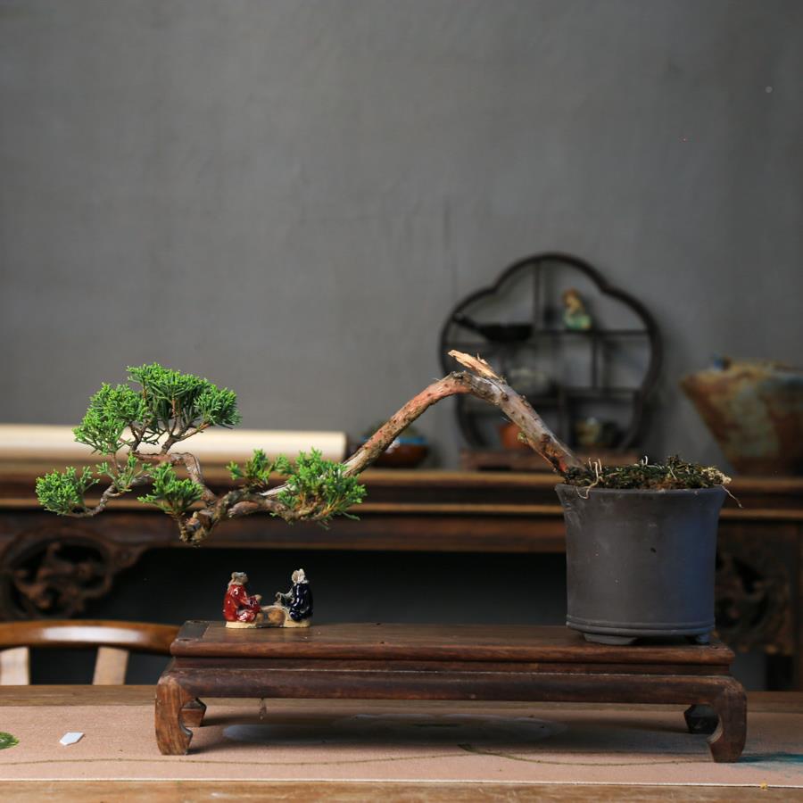 型文人济台真柏杆造老桩单盆栽四季青常室内无品牌/庭院景中阳盆