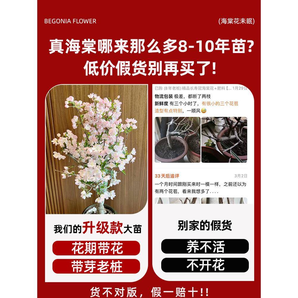 垂99154海棠花花栽鲜春真季苗花树开老桩盆景花卉物室丝内花植绿