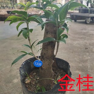 矮化大桂花树苗盆栽丹桂彩叶桂盆景金桂四季桂室内外阳台浓香型花