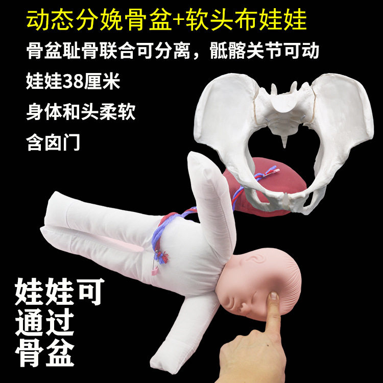 妇产科动态分娩骨盆模型含宝宝