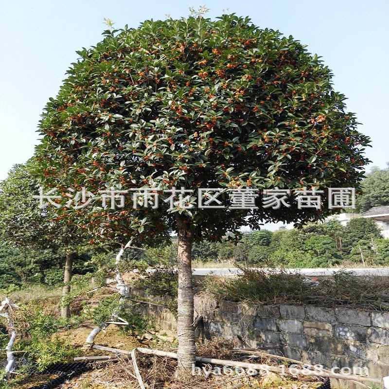 批发开红花丹桂朱砂桂状元红