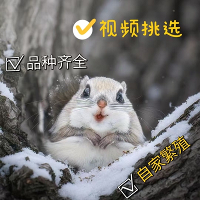 观赏松鼠幼儿园景区观赏