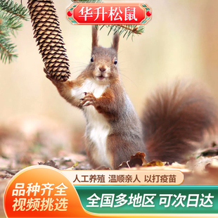 松鼠幼儿宠物活物儿童网红宠物异宠包邮包活到家亲人温顺好养