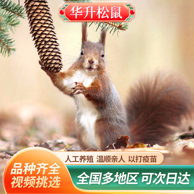 松鼠宠物家养亲人以打疫苗