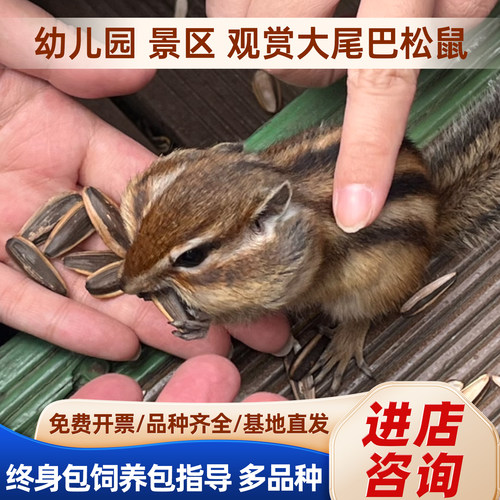 幼儿园景区大尾巴松鼠免费开票