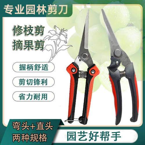 摘果剪花园果树专用园林修花剪修枝剪蔬果稀果剪子锋利剪刀农用