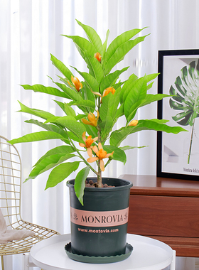 白兰花树苗黄桷兰小苗庭院阳台盆栽四季常青浓香花卉植物树玉兰花