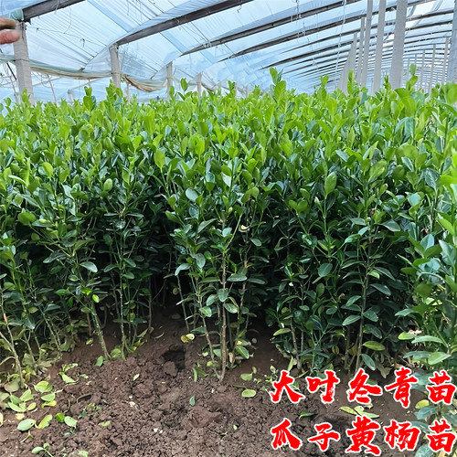 冬青树苗瓜子黄杨庭院篱笆风景树