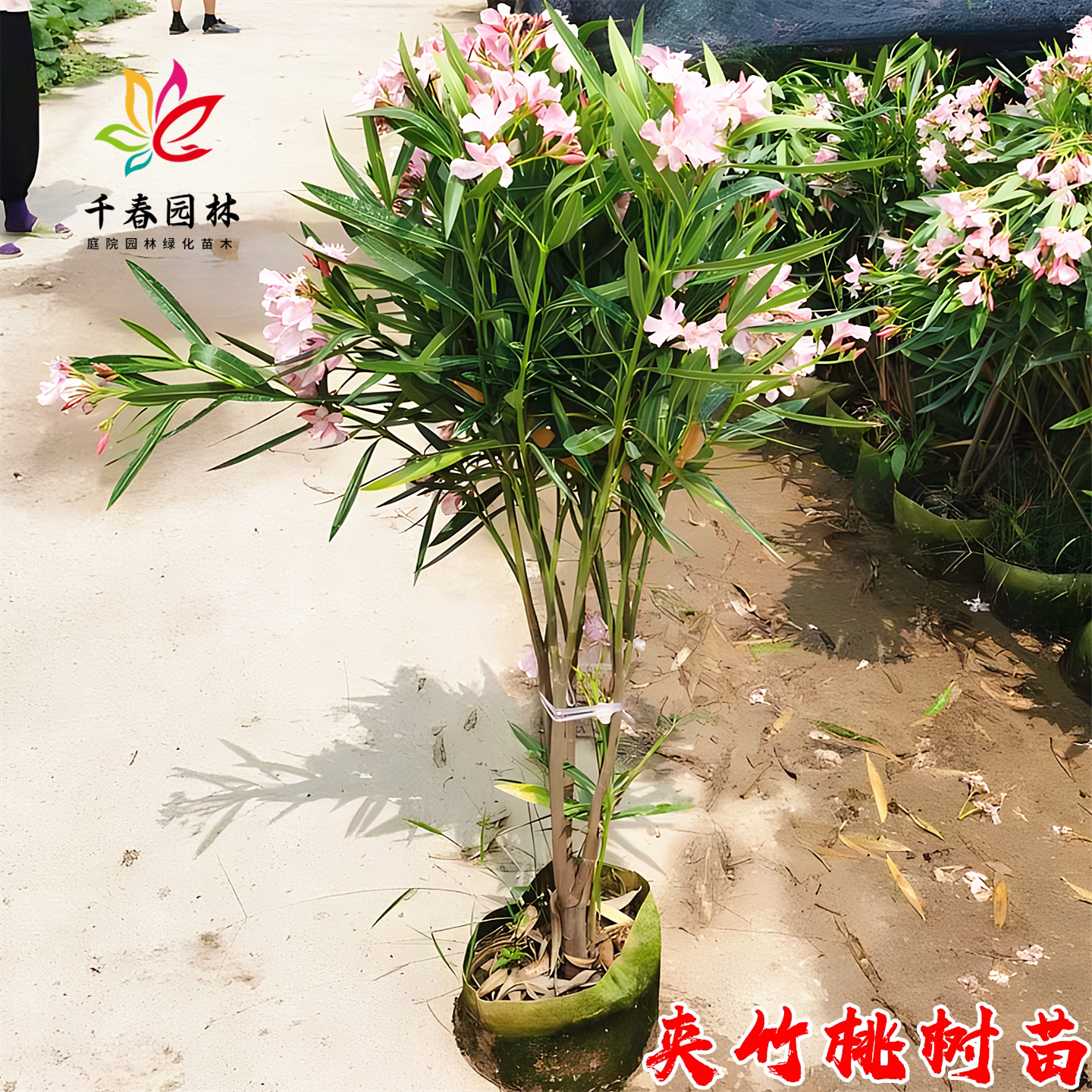 夹竹桃树庭院绿化四季常青篱笆苗