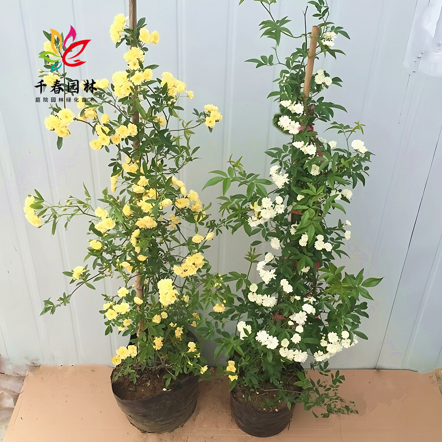 木香花苗庭院爬藤攀援浓香花树苗