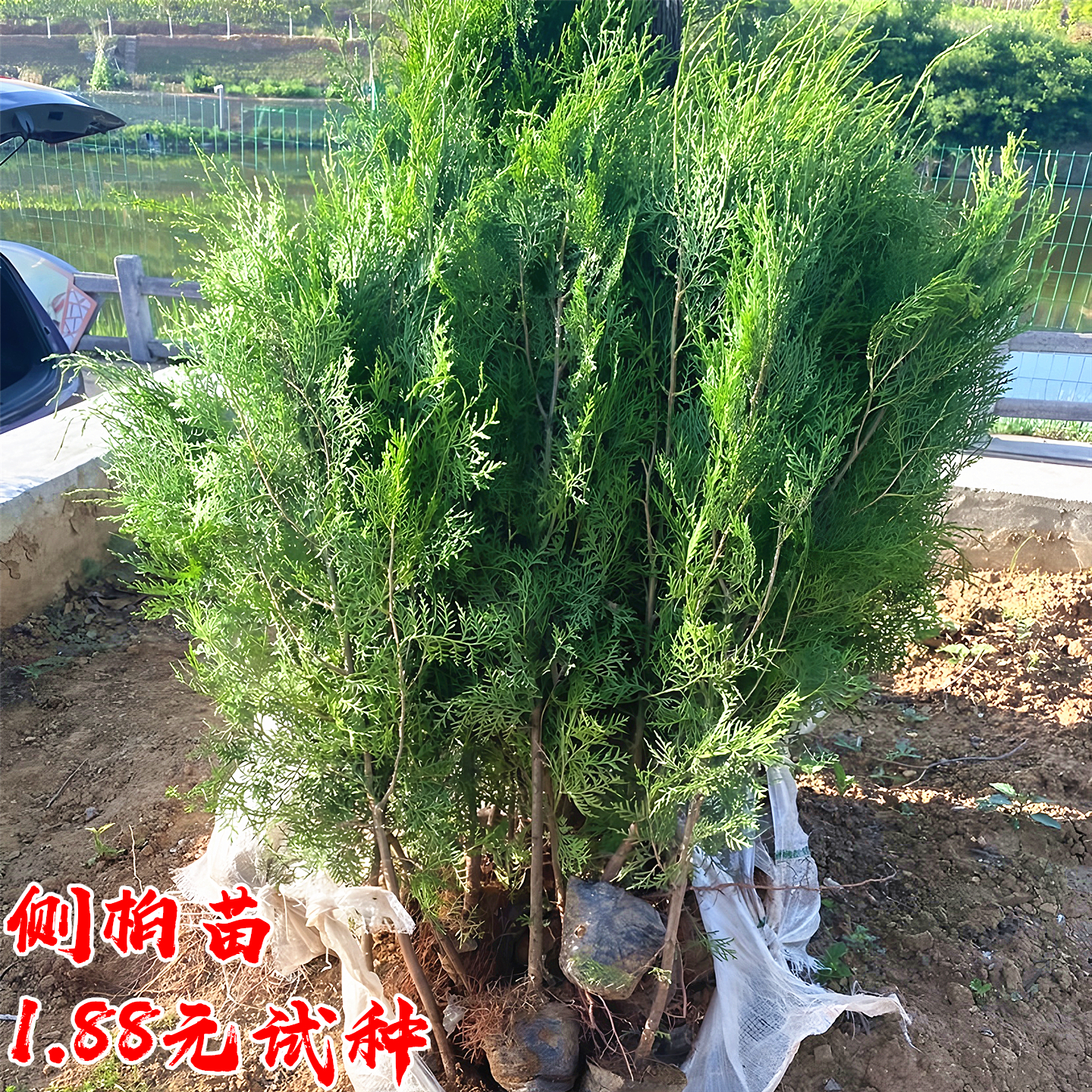 侧柏树苗四季常青耐寒绿化风景苗