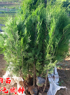 侧柏树苗扁柏小苗四季常青耐寒绿化风景苗塔松桧柏龙柏墓地松杯苗