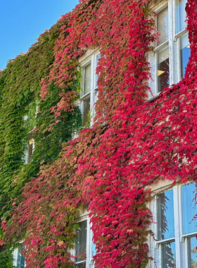 爬山虎苗盆栽五叶地锦庭院耐寒爬藤攀援绿化风景植物三叶爬墙虎苗