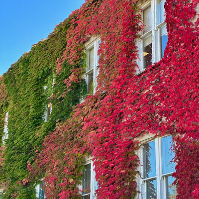 爬山虎苗盆栽五叶地锦庭院耐寒爬藤攀援绿化风景植物三叶爬墙虎苗