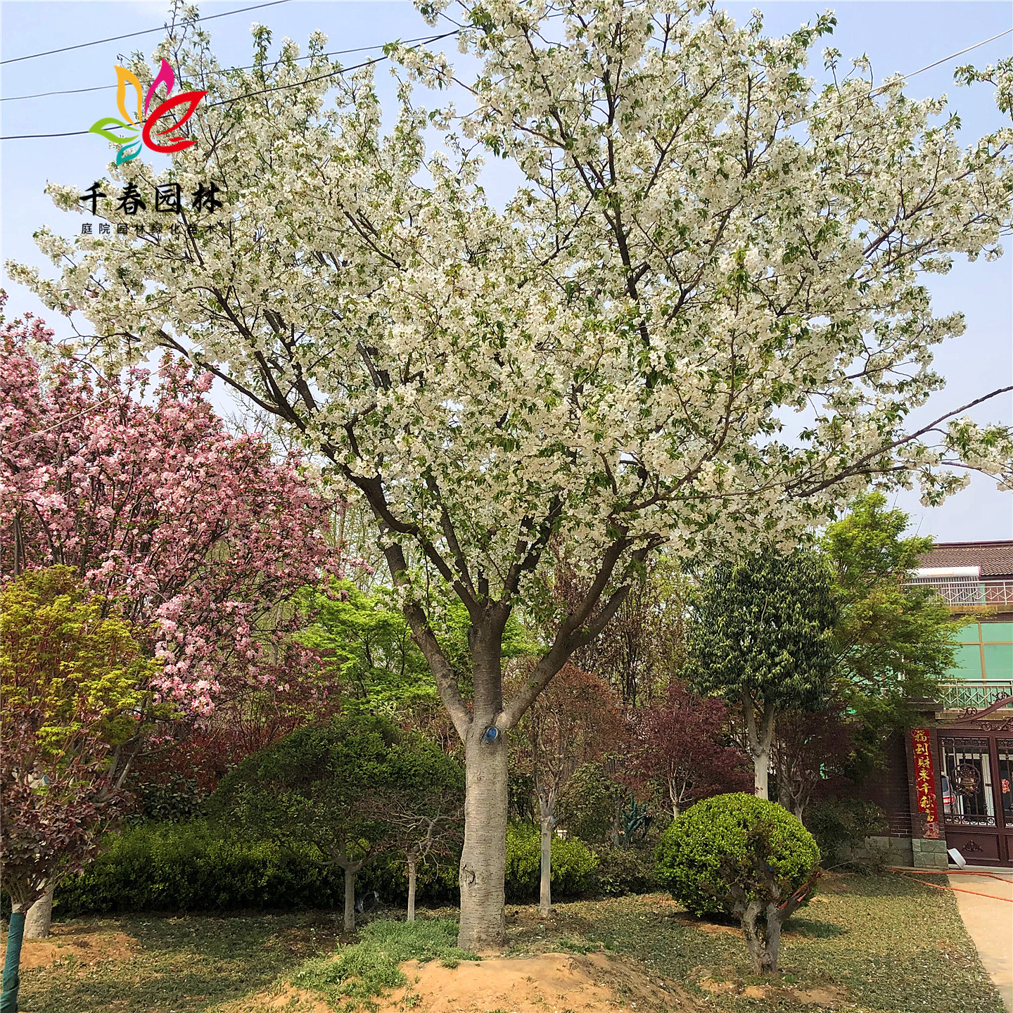 樱花庭院耐寒绿化风景树日本晚樱