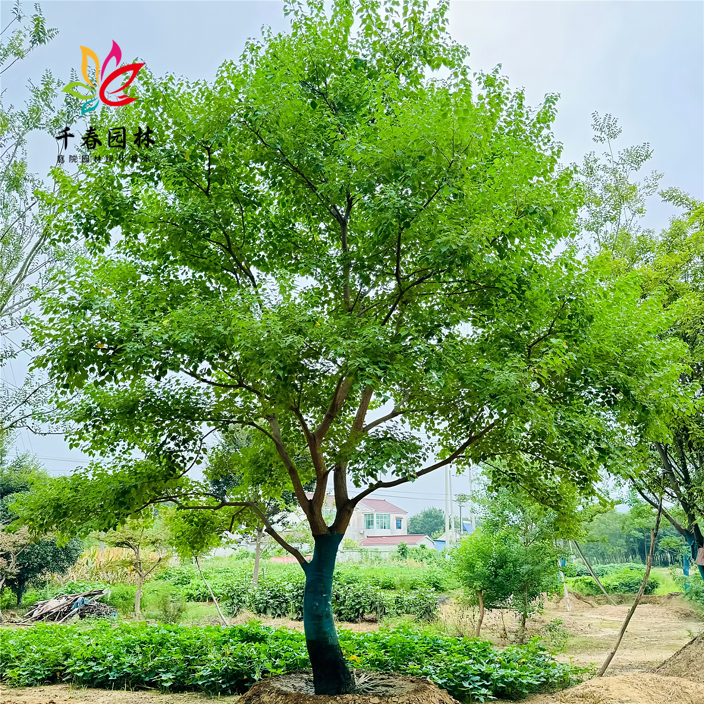 乌桕树苗彩叶乌桕树庭院别墅耐寒大型行道绿化工程风景树菩提树苗
