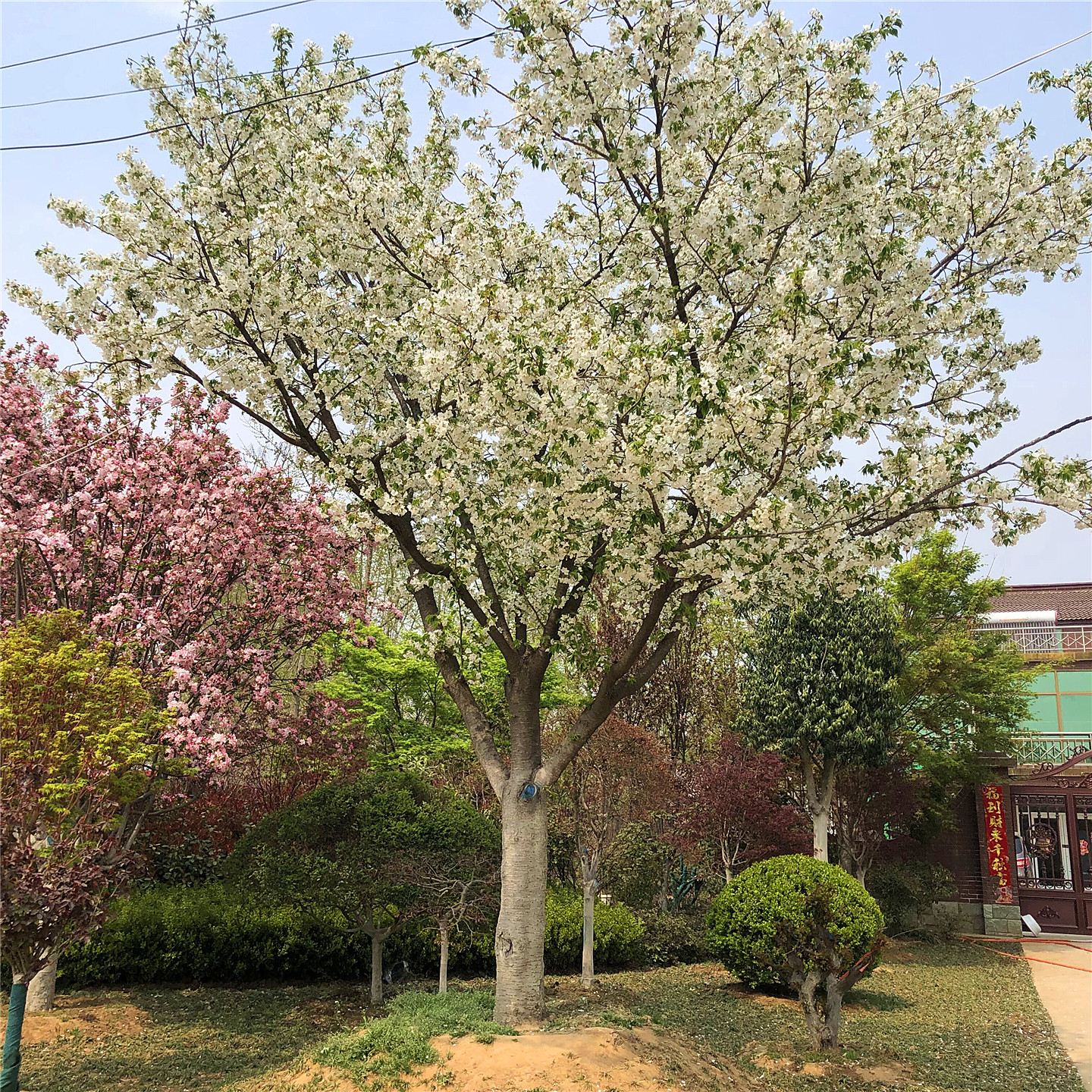 樱花树苗盆栽日本晚樱花小苗庭院耐寒绿化风景大树嫁接染井吉野樱