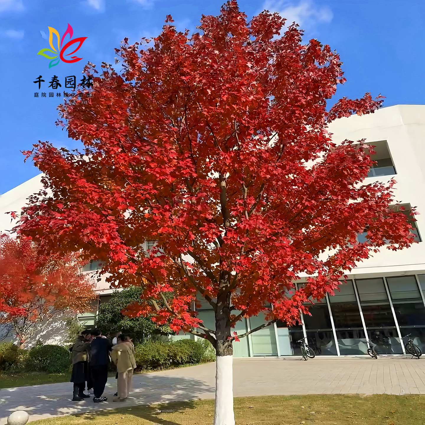 美国红枫庭院耐寒彩叶绿化风景树