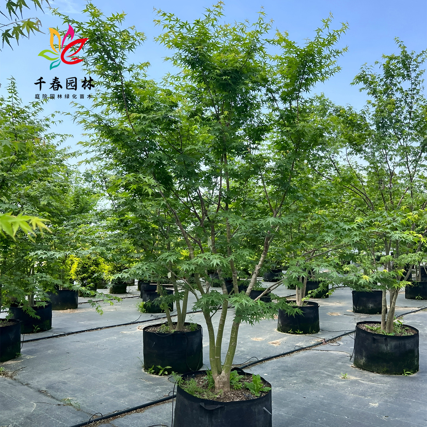 鸡爪槭树苗庭院绿化风景彩叶树苗图片