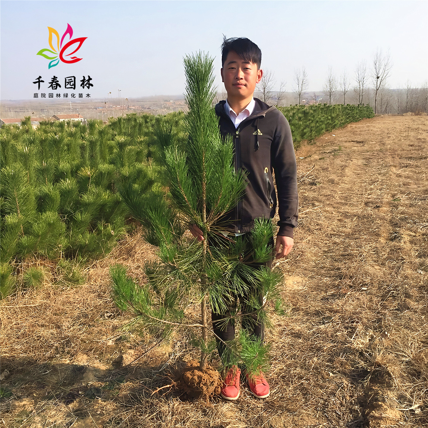 黑松树苗大型耐寒四季常青绿化树