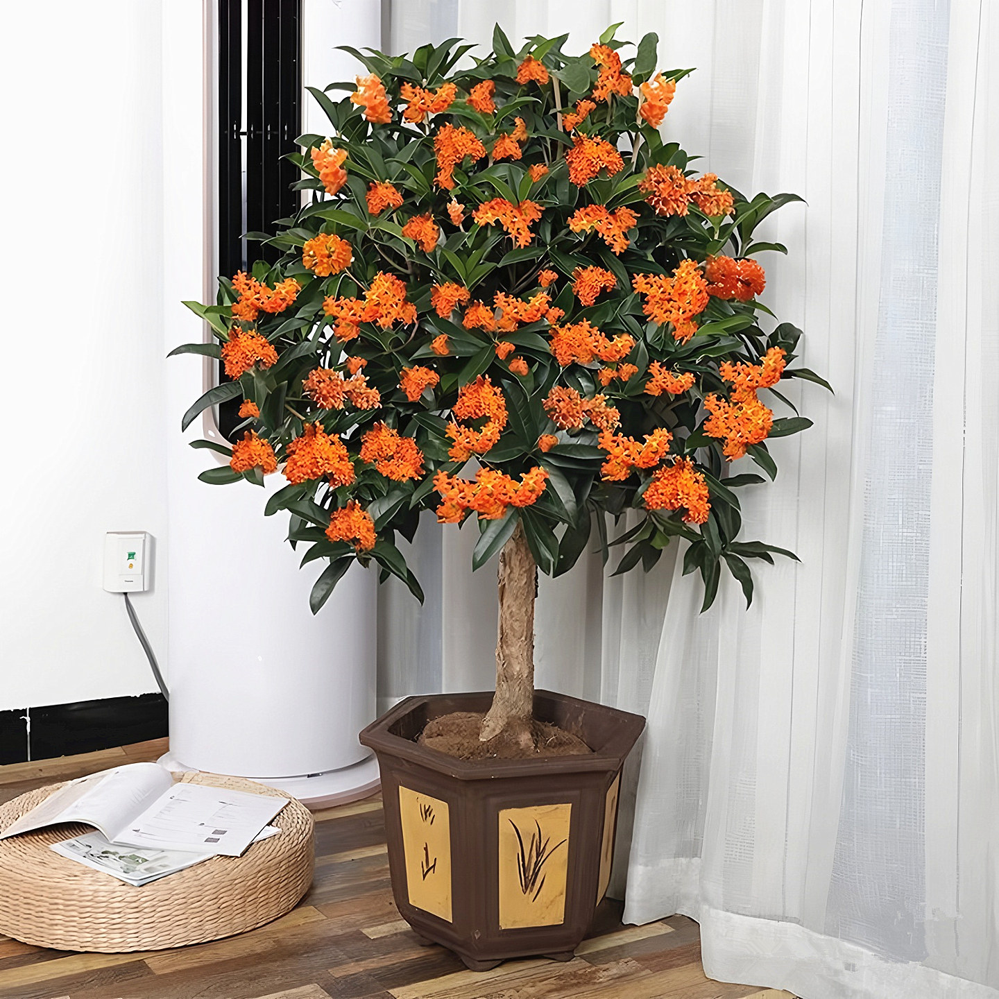 桂花树庭院四季常青绿化风景花树