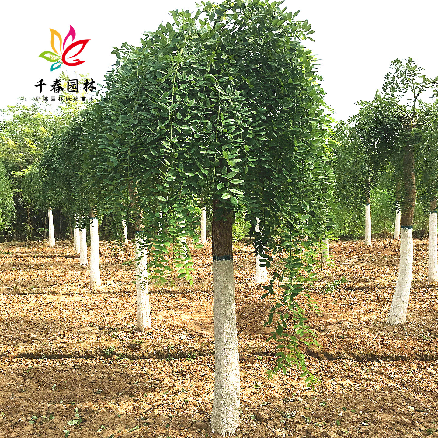 龙爪槐树庭院耐寒绿化造景风景树