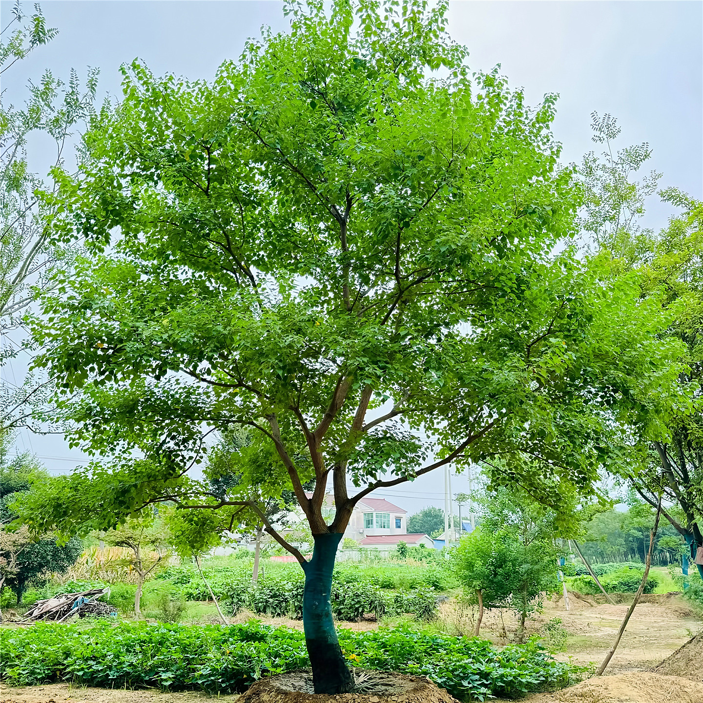乌桕庭院园林耐寒彩叶绿化风景树